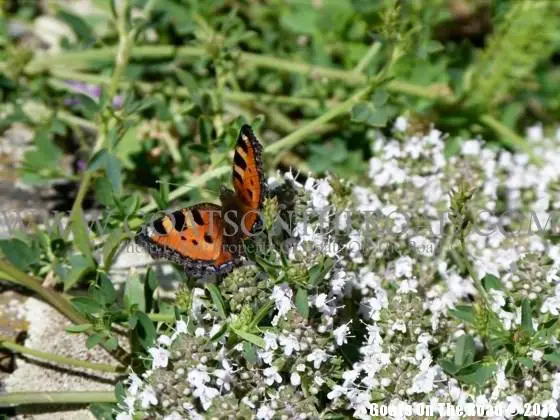 Papillon à Ani, Turquie photo de papillon