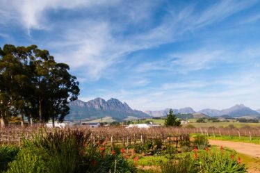 Stellenbosch, Afrique du Sud : Winelands et pingouins - 2 de mes choses préférées - Stellenbosch, Afrique du Sud : Winelands et pingouins - 2 de mes choses préférées