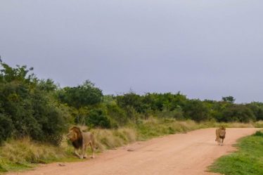 Tsitsikamma & Addo Elephant National Park, Afrique du Sud - This Is Why We Travel - Tsitsikamma & Addo Elephant National Park, Afrique du Sud - This Is Why We Travel