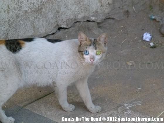 Chat avec des yeux de couleur folle, Assouan, Égypte sac à dos en egypte