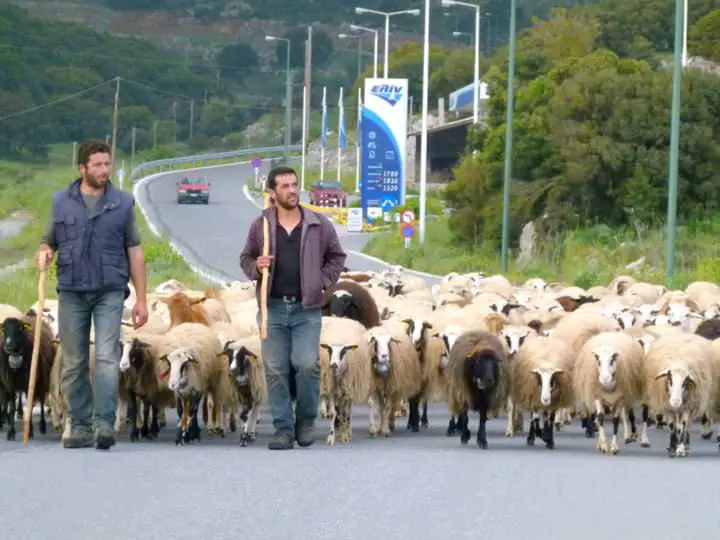 Moutons &amp ; leurs bergers bloquant la route