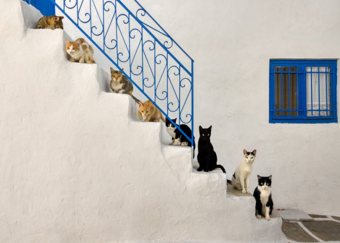 chats grecs Katho Menden shutterstock compressé