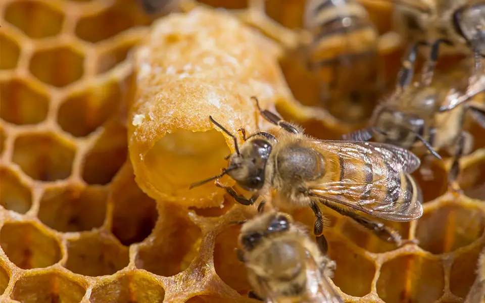 Le nid d'abeille possède de fortes qualités antibactériennes et antifongiques.