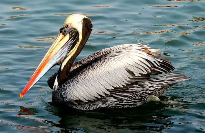 Des vacances en Grèce originales tournées sur la nature et les animaux ! 9 Lacs de Prespa