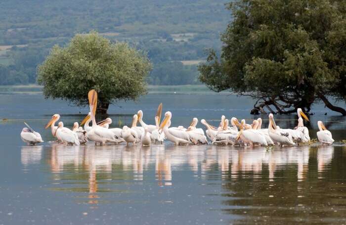 Des vacances en Grèce originales tournées sur la nature et les animaux ! 13 Lac de Kerkini