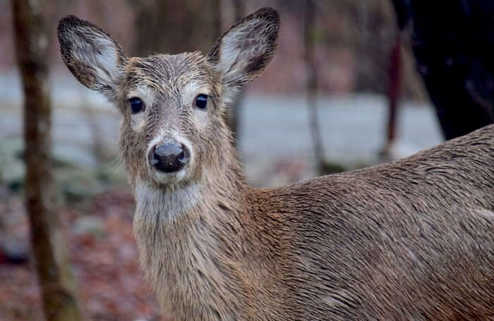 Des vacances en Grèce originales tournées sur la nature et les animaux ! 17 Evrytania