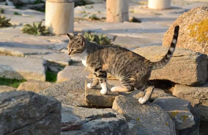 Des vacances en Grèce originales tournées sur la nature et les animaux ! 21 La faune et la flore dans la Grèce antique