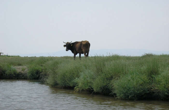 Delta de l'Evros et forêt de Dadia