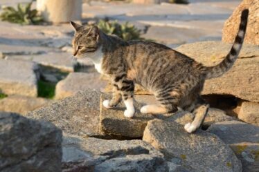 Des vacances en Grèce originales tournées sur la nature et les animaux ! - Des vacances en Grèce originales tournées sur la nature et les animaux !