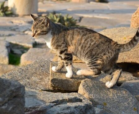 Des vacances en Grèce originales tournées sur la nature et les animaux ! - Des vacances en Grèce originales tournées sur la nature et les animaux !