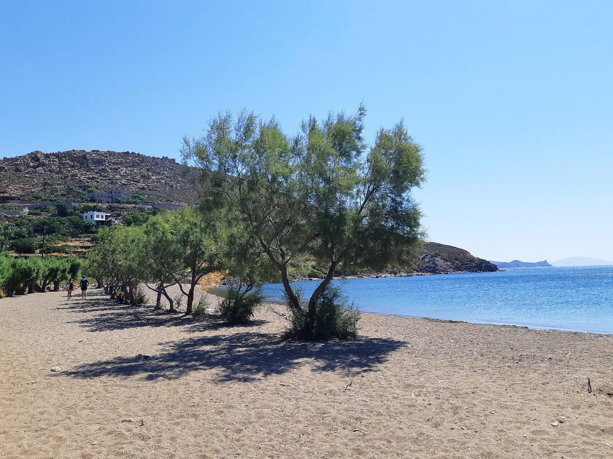 Un arbre sur la plage d'Agriolivado à Patmos