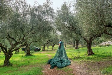 L'huile d'olive : Le produit emblématique de la Messénie - L'huile d'olive : Le produit emblématique de la Messénie