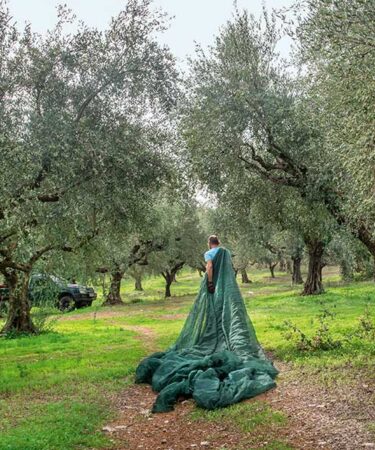L'huile d'olive : Le produit emblématique de la Messénie - L'huile d'olive : Le produit emblématique de la Messénie