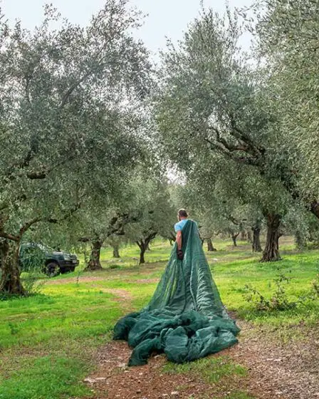 L'huile d'olive : Le produit emblématique de la Messénie - L'huile d'olive : Le produit emblématique de la Messénie