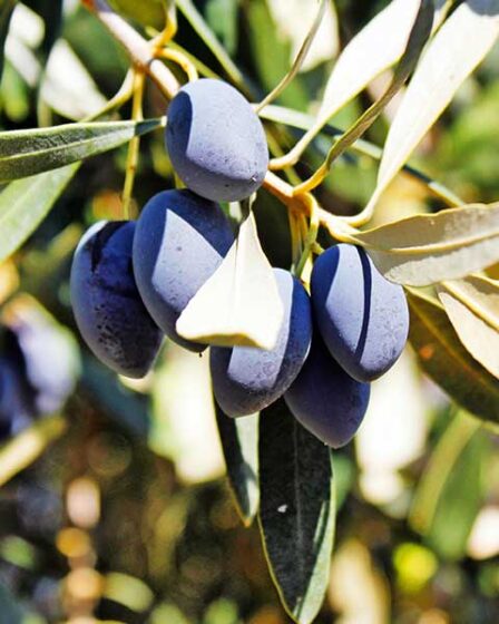 L'huile d'olive crétoise : Le "roi des aliments" pour les touristes et les locaux 17 L'huile d'olive crétoise : Le "roi des aliments" pour les touristes et les locaux - L'huile d'olive crétoise : Le "roi des aliments" pour les touristes et les locaux